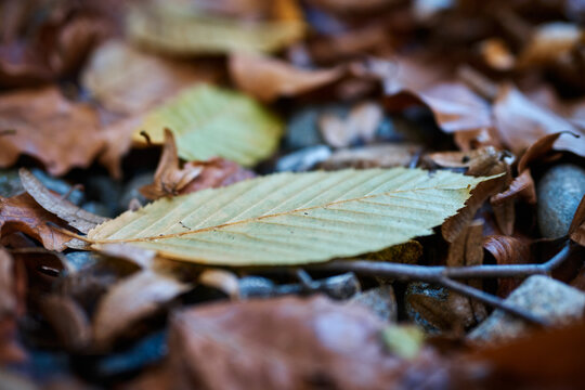 Macro close-up shot of dry fallen autumn leaves covering the cold forest ground