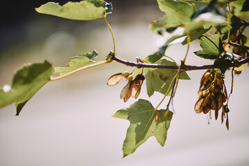 Close-up view of green maple leaves and dry winged seeds hanging on a branch © Radu Bighian