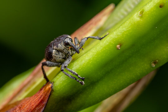 seed weevil - Mononychus punctumalbum, tiny beautiful weevil beetle native to European meadows and gardens, Czech Republic.