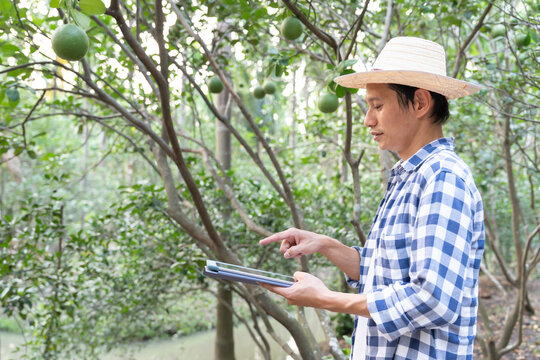 Organic farming, fruit farm. Farmers recheck quality record on application on tablet. Pomelo grow naturally, Ecological Biological, Healthy, Technology, non toxic, harvest, scientific , academic