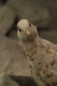 Cute Speckled Fowl Close-up: Funny Curios Bird Portrait with Expressive Eye Looking at Camera. Maco shot, natural light.