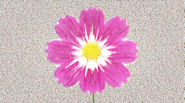 Textured digital illustration of a single vibrant pink and white flower blossom featuring a bright yellow center stamen set against a neutral woven textile background for botanical design pr