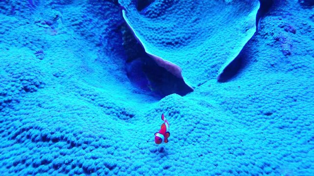 clownfish swimming across vibrant blue coral reef, moving through textured underwater habitat with a second fish nearby, colorful marine life footage for ocean nature collections