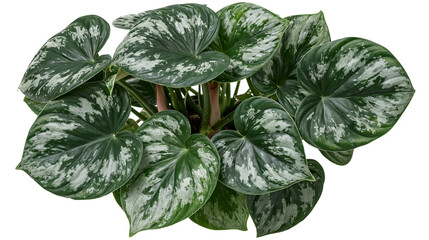 Philodendron Sodiroi houseplant with heart shaped silver variegated green leaves © Lena