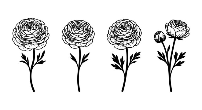 Black and white line art illustration of ranunculus flowers on white