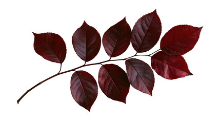 Dark red serrated leaves on a thin woody branch © Alex