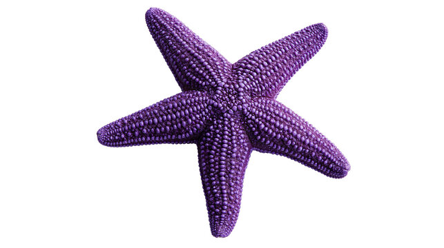 Vibrant purple starfish with textured bumpy surface and five pointed arms