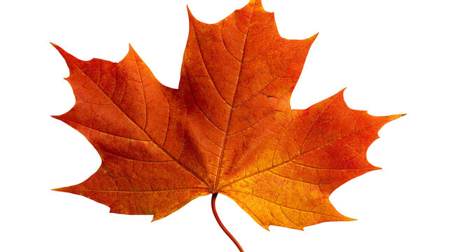 Vibrant orange and red maple leaf with detailed veins and pointed lobes