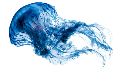 Vibrant blue jellyfish with long flowing tentacles swimming in deep water © Alex