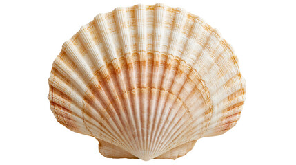 Fan shaped scallop shell with radial ridges and orange brown gradient patterns © Veikko