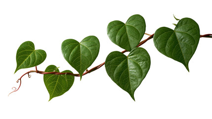 Heart shaped green leaves on a thin brown vine branch © Veikko