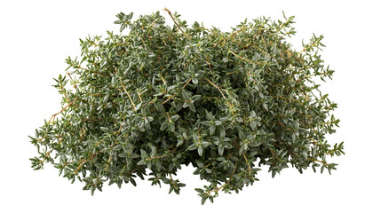 Fresh green thyme herb bunch with small leaves and woody stems © Veikko