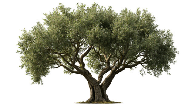 Large ancient olive tree with twisted trunk and dense green foliage