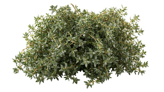 Fresh green thyme herb bunch with small leaves and woody stems