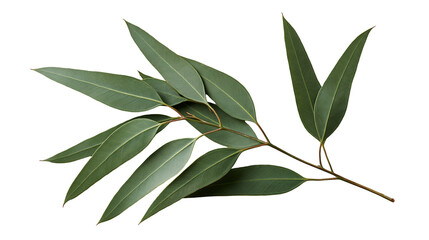 Fresh green eucalyptus branch with elongated pointed leaves © Theodore