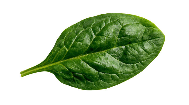 Fresh vibrant green spinach leaf with detailed veins and smooth texture