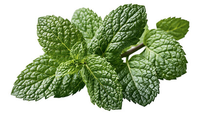 Fresh green peppermint leaves sprig with serrated edges © Theodore