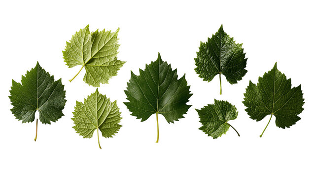 Fresh green grape leaves with serrated edges and visible veins