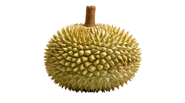 Whole ripe durian fruit with sharp thorny husk and brown stem