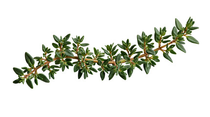 Fresh green thyme herb sprig with small leaves and woody stem © Theodore