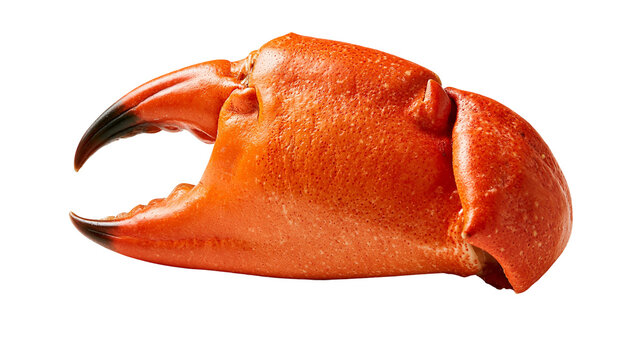 Cooked orange crab claw with textured shell and sharp dark pincer tips