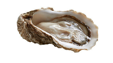 Fresh raw oyster in open shell with smooth pearlescent interior and rough exterior © Theodore