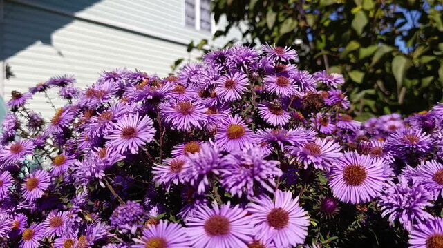 Honey bees collecting nectar on purple aster flowers in sunny garden