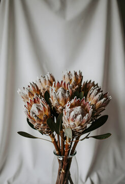 Floral design and interior decor, bouquet of king protea flowers in glass vase for home styling and wedding arrangement on soft draped fabric background