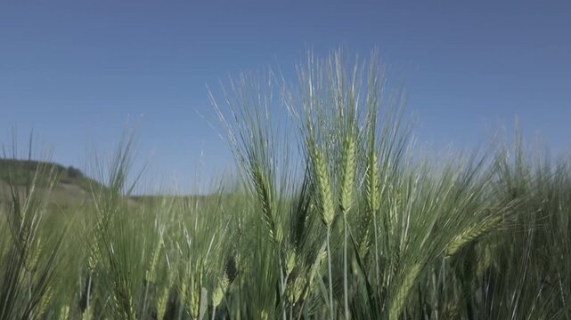 Close-up fresh green barley plants swaying by the wind against the blue sky. Slow motion side view of a cereal field. Barley grain is used for flour, bread and animal fodder. Spring agriculture.