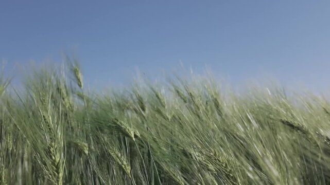 Close-up fresh green barley plants swaying by the wind. Real time side view of a cereal field on a sunny day. Barley grain is used for flour, bread and animal fodder. Spring agriculture concept.