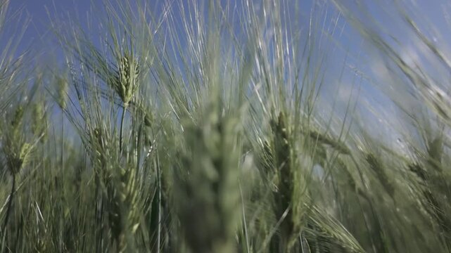 Close-up fresh green barley plants swaying by the wind. Slow motion panning side view of a cereal field on a sunny day. Barley grain is used for flour, bread and animal fodder. Spring agriculture.
