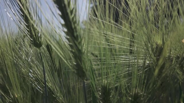 Extreme close-up fresh green barley plants swaying by the wind. Slow motion side view of a cereal field on a sunny day. Barley grain is used for flour, bread and animal fodder. Spring agriculture.