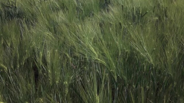 Green barley field from above. Top view of barley plants swaying by the wind. Slow motion cereal field on a sunny day. Barley grain is used for flour, bread and animal fodder. Spring agriculture.