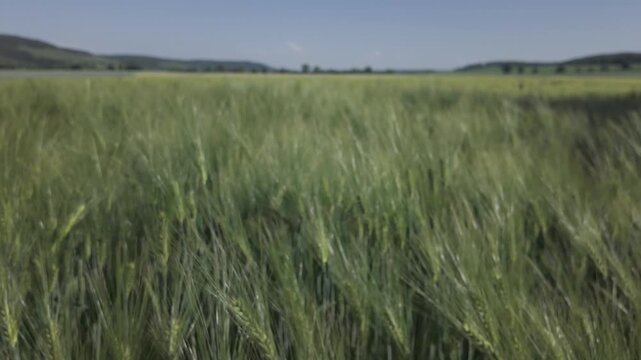 Green barley field close-up. Barley plants swaying by the wind. Slow motion tilt down of a cereal field on a sunny day. Barley grain is used for flour, bread and animal fodder. Spring agriculture.