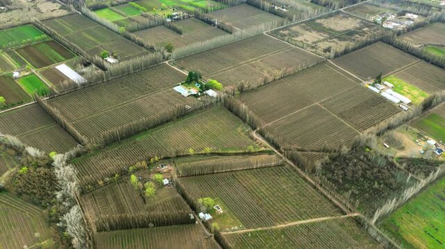 Vineyard rows, fruit orchards, green alfalfa fields, poplar windbreaks, irrigation parcels and rural farmhouses across the Alto Valle, Rio Negro, drone forward flyover