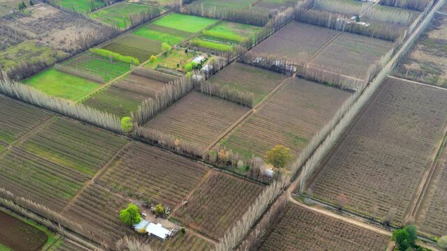 Pear orchards, alfalfa fields, irrigated agricultural parcels, poplar windbreaks, rural farmhouses and narrow access roads across the Alto Valle, drone forward flyover