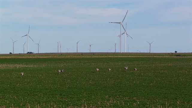 Wild rheas roam across green farmland beneath towering wind turbines, connecting native wildlife with renewable energy.