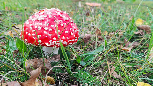 Poisonous red fly agaric mushroom with white stem growing in green autumn meadow with copy space on right side