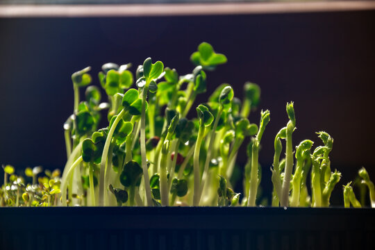 Fresh green radish microgreens and pea shoots growing together in container indoors under bright sun light