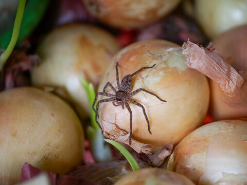 House spider on onion 