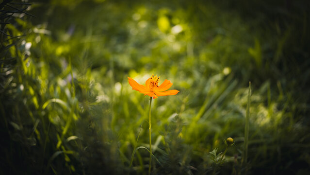 yellow flower in the grass