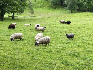 Fototapeta premium Sheep grazing in a green meadow in the Swedish countryside