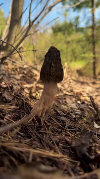 Picking mushrooms in the forest morels. Selective focus.