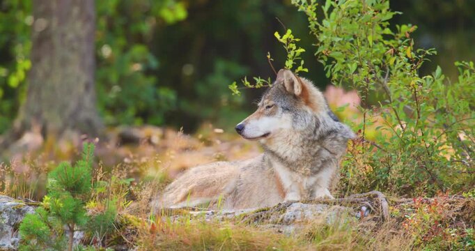 Gray wolf resting in a forest during late summer in Nordic wilderness