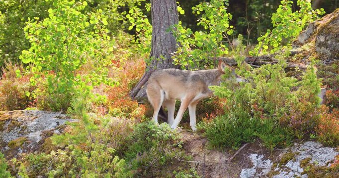A gray wolf walks through a rocky forest in late summer Scandinavian wilderness with green and golden foliage