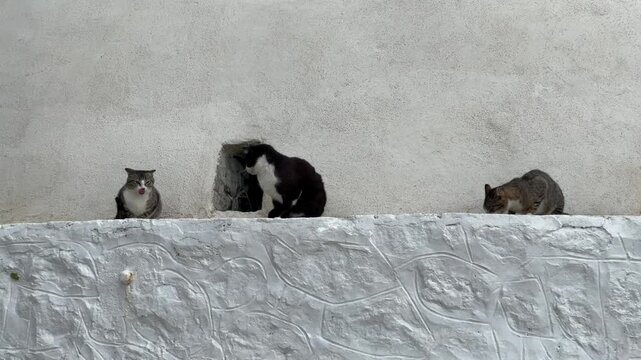 Three stray cats resting along a whitewashed stone ledge outside a traditional Mediterranean building with a textured stucco wall.