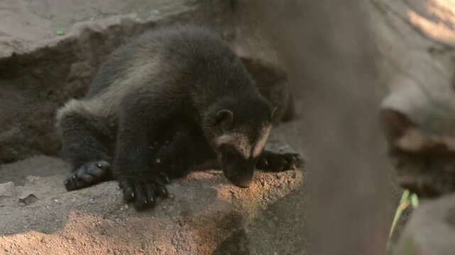 Wolverine resting peacefully in a wildlife park environment