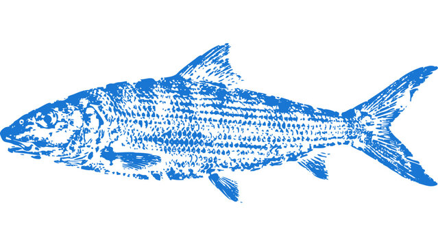 Bonefish Gyotaku fishing ink print 010