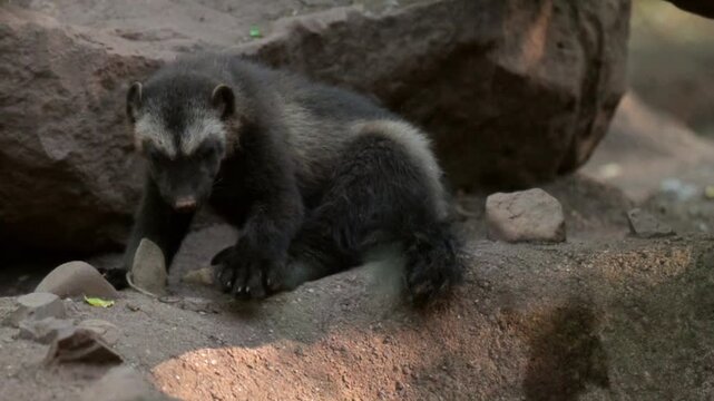 Wolverine resting peacefully in a wildlife park environment