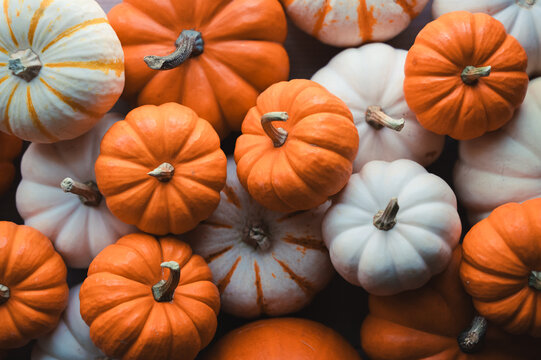 An assortment of white and orange mini pumpkins in a pile